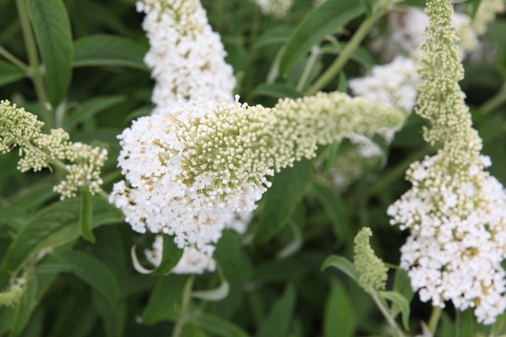 BUDDLEJA DAVIDII 'WHITE PROFUSION'