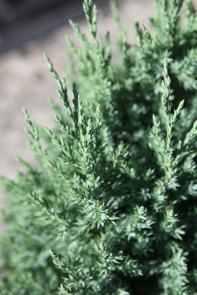 JUNIPERUS CHINENSIS 'STRICTA'