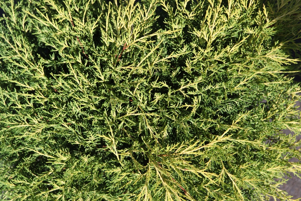 JUNIPERUS PFITZERIANA 'OLD GOLD'