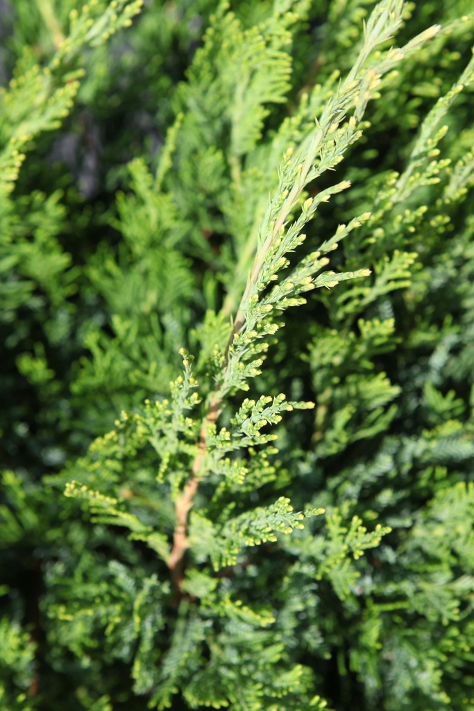 JUNIPERUS PFITZERIANA 'MINT JULEP'