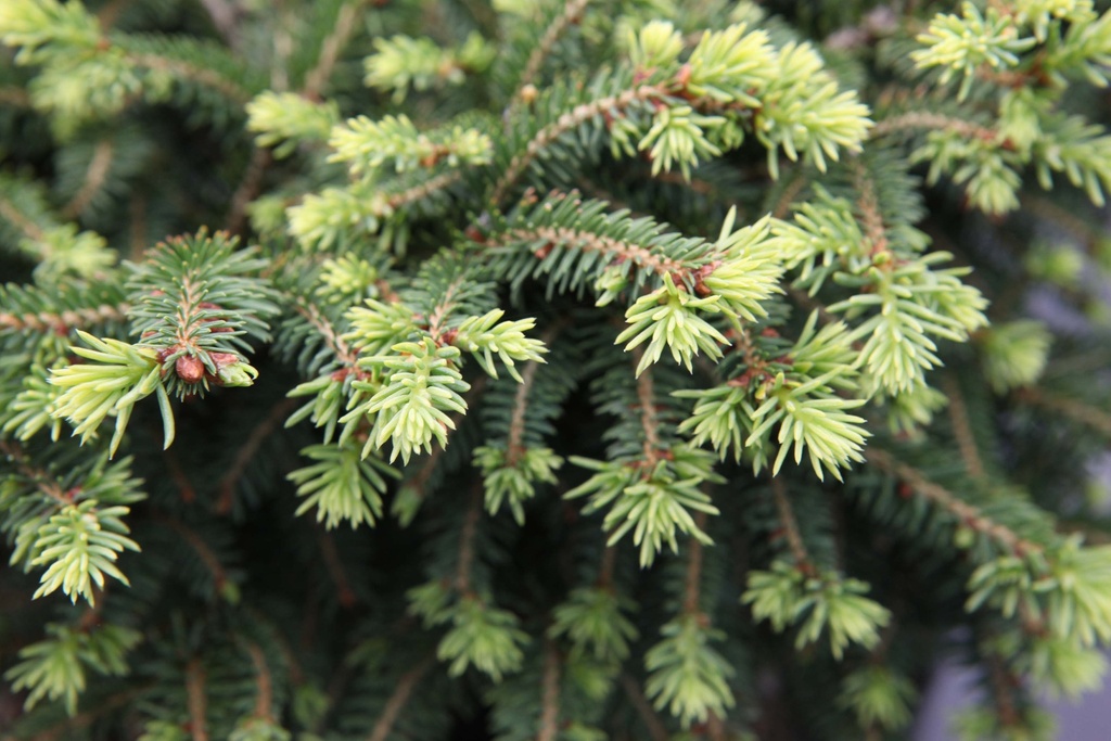PICEA ABIES 'NIDIFORMIS'