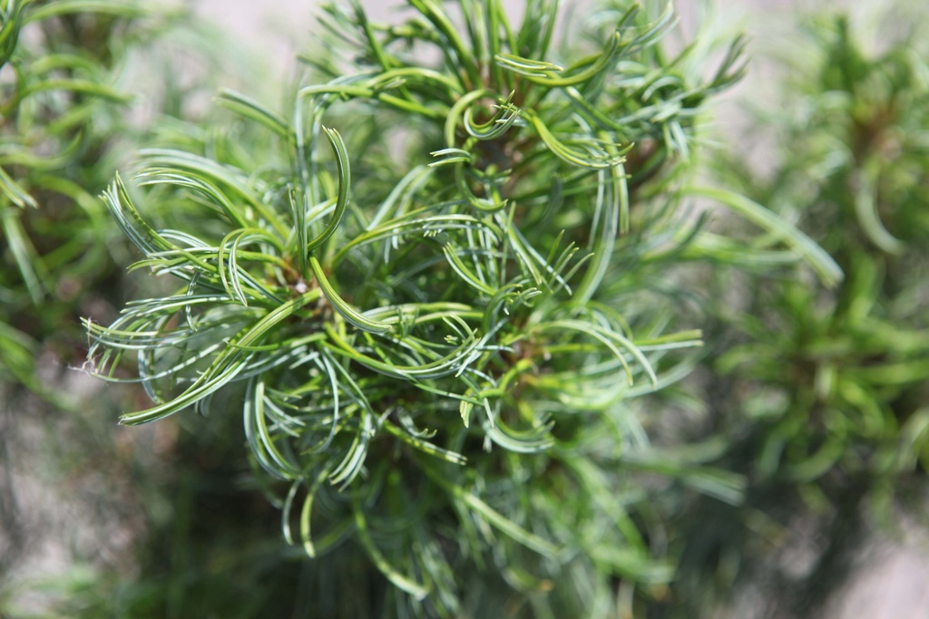 PINUS STROBUS 'TINY KURLS'