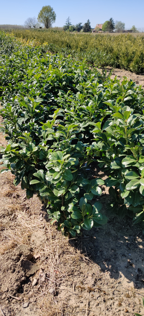 [PLET505] PRUNUS (L) LAUROCERASUS ETNA (Pot 5 litres, 50-60 cm)