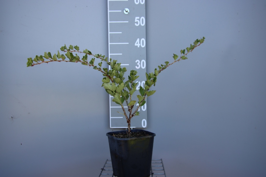 STEKELBES 'HINNONMÄKI RED'