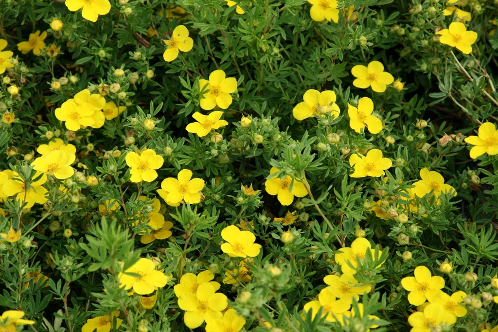 POTENTILLA FRUTICOSA 'KLONDIKE'