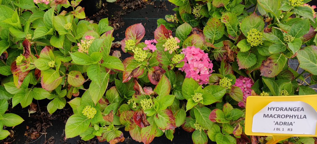 HYDRANGEA SERRATA 'INTERMEDIA'