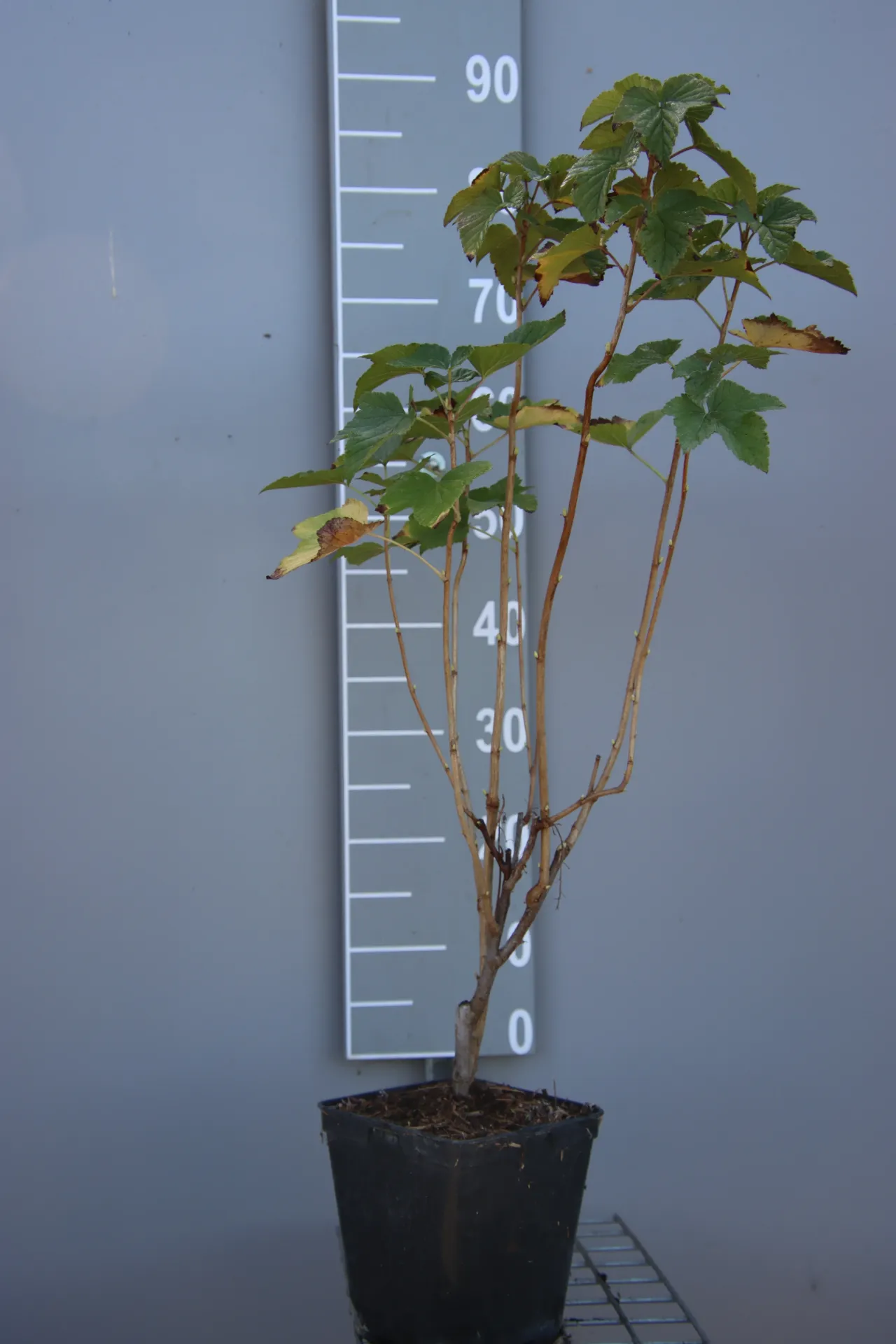 [TRTI3] CASSIS 'TITANIA' (Racines nues, 40-60 cm, 3/4 branches, .)