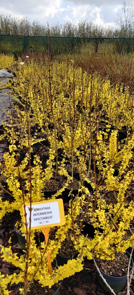 [FISP3] FORSYTHIA INTERMEDIA 'SPECTABILIS' (Racines nues)