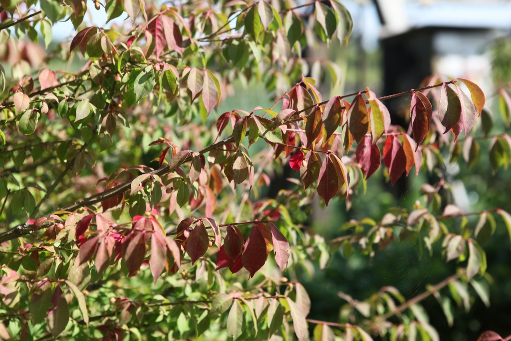 EUONYMUS ALATUS