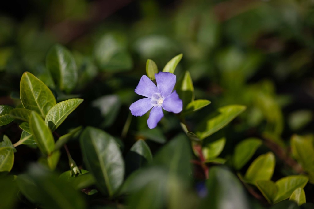 VINCA MINOR