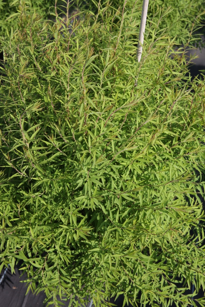 SPIRAEA THUNBERGII