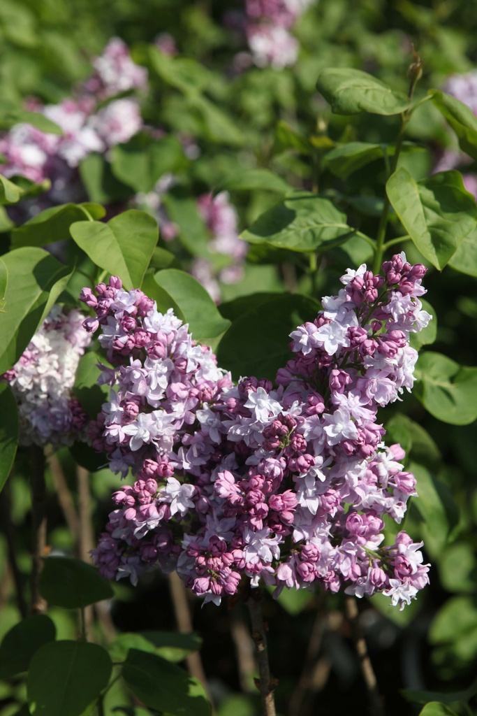 SYRINGA VULGARIS 'KATHERINE HAVEMEYER'