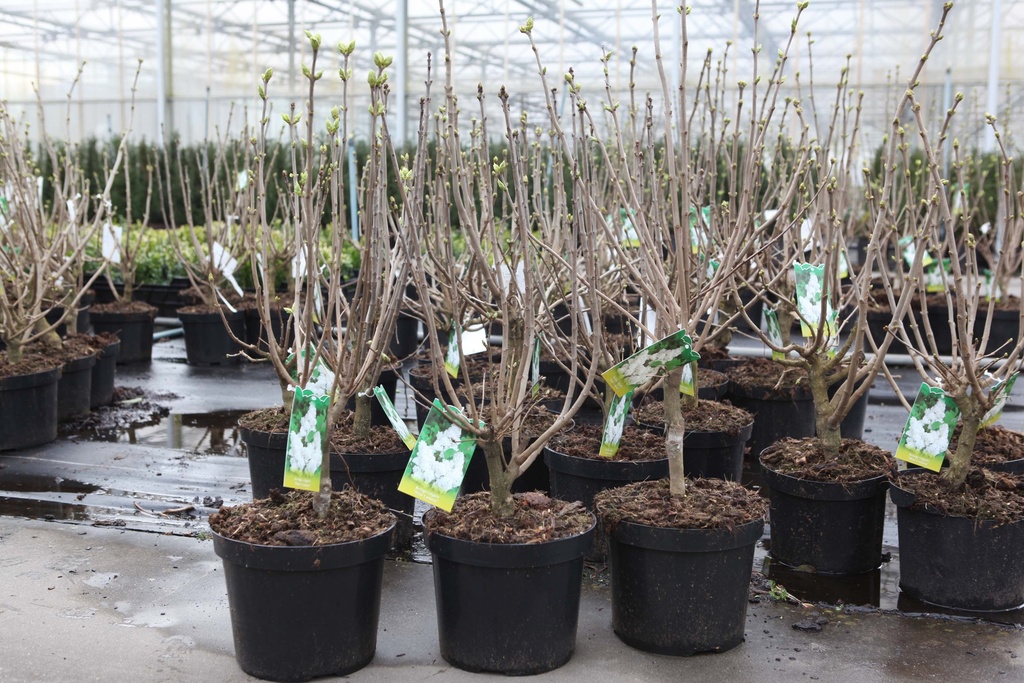 SYRINGA VULGARIS 'MME LEMOINE'