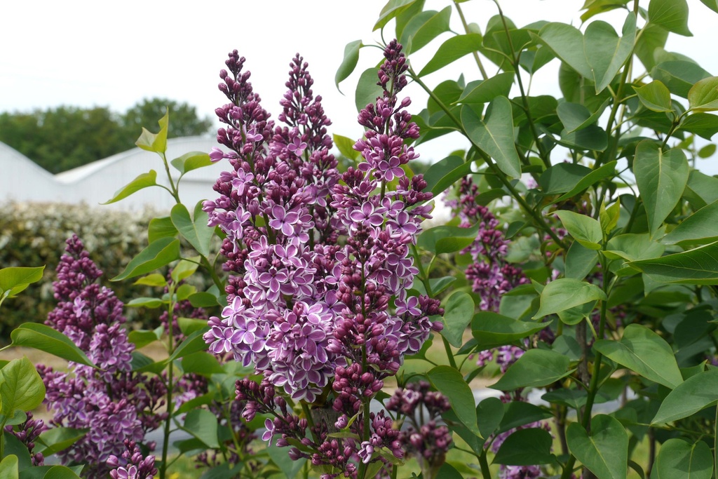 SYRINGA VULGARIS 'SENSATION'