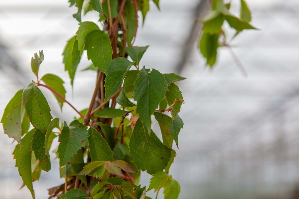 PARTHENOCISSUS QUINQUEFOLIA