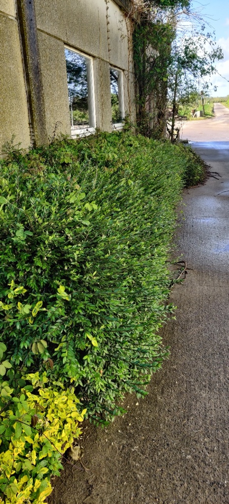 [LPI25P13] LONICERA PILEATA (Pot 13 cm, 25-30 cm)