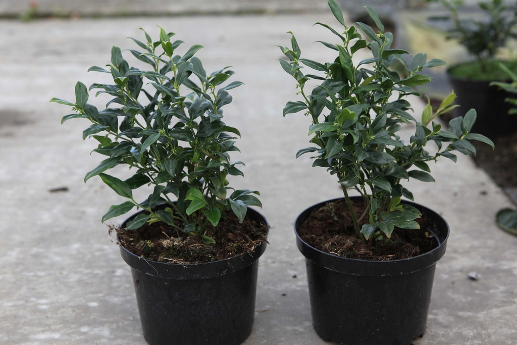 SARCOCOCCA HOOKERIANA HUMILIS
