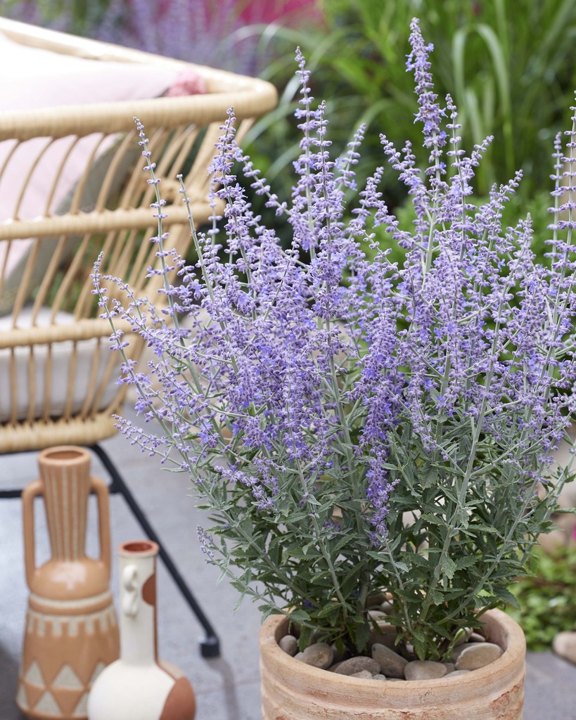 PEROVSKIA ATRIPLICIFOLIA 'PRIME TIME'
