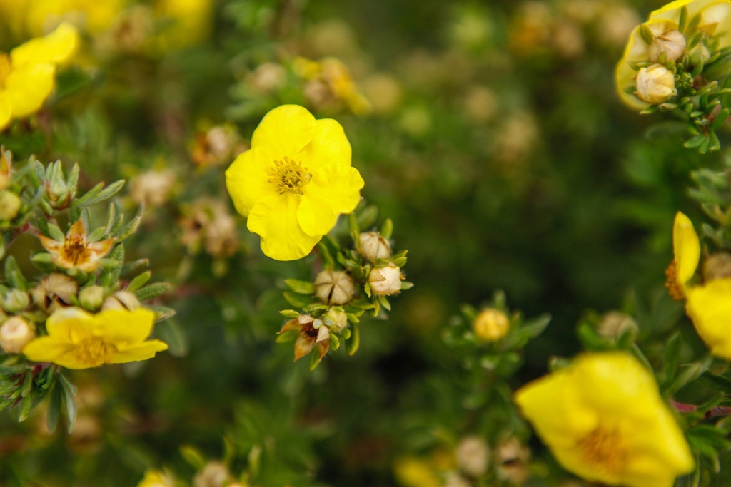 POTENTILLA FRUTICOSA 'KOBOLD'