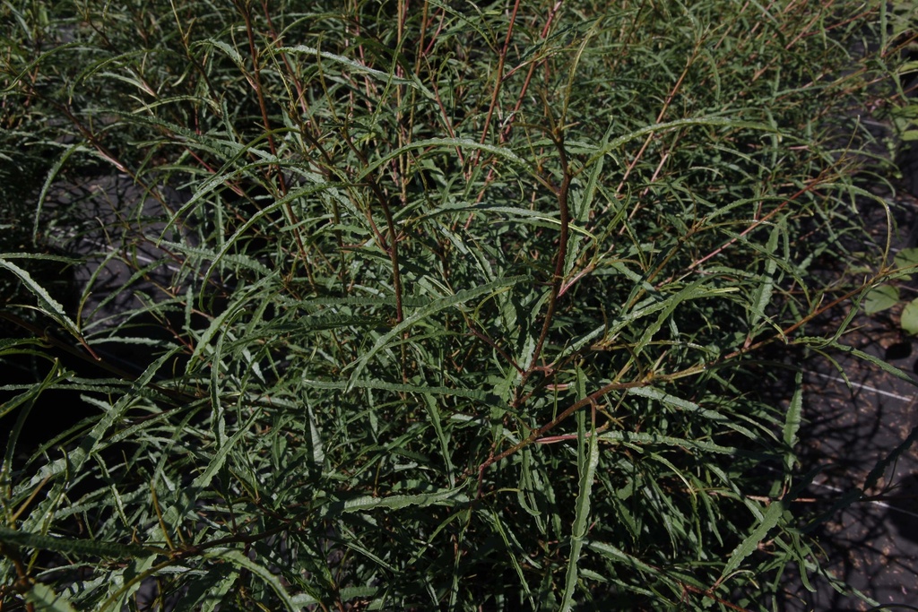 FRANGULA ALNUS 'ASPLENIIFOLIA'