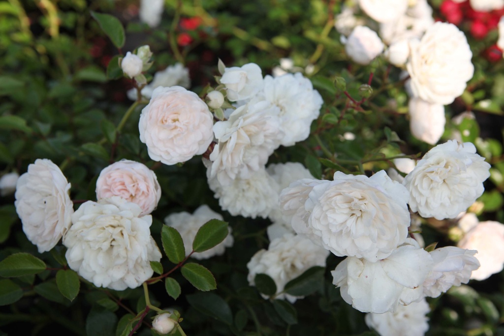 [RSFO30C2] ROSA 'SEA FOAM' (Pot 2 litres, 30-40 cm)