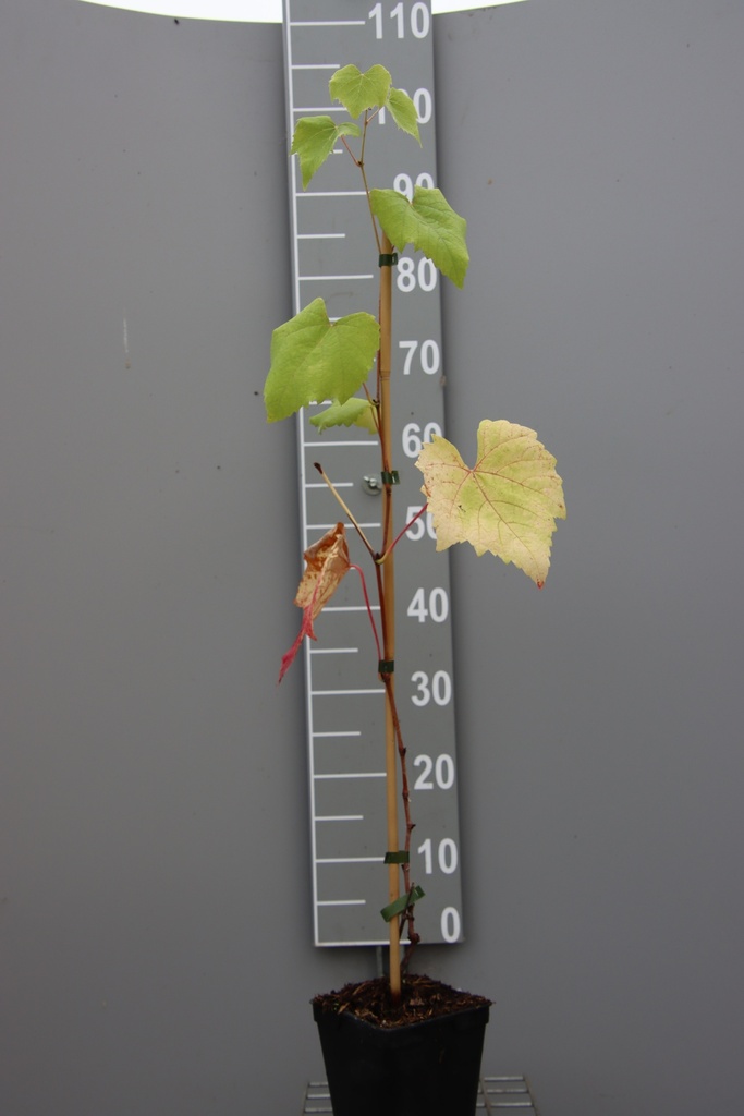 [DRVA80C2] RAISIN 'VANESSA' (Pot carré 2 litres, 80-100 cm, .)