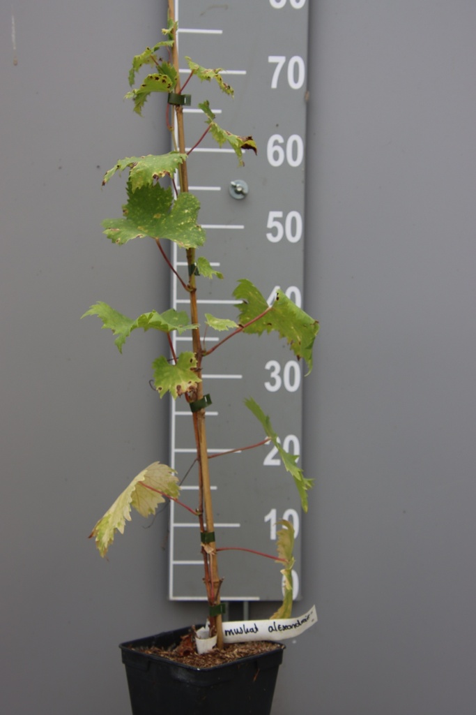 [DRMAL80C2] RAISIN 'MUSCAT OF ALEXANDRIA' (Pot carré 2 litres, 80-100 cm, .)
