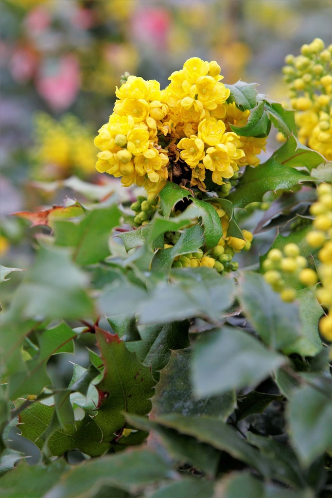 [MAQ40KL] MAHONIA AQUIFOLIUM (Kluit, 40-60 cm)