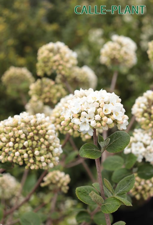 [VCA100KL] VIBURNUM CARLCEPHALUM (Kluit, 100-125 cm)