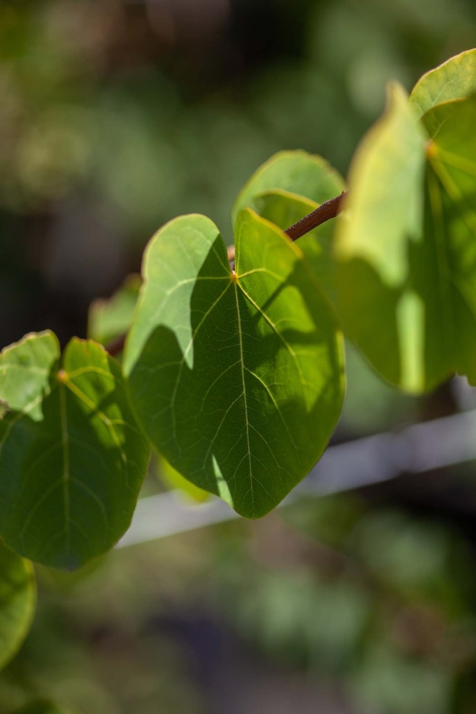[CSI80KL] CERCIS SILIQUASTRUM (Motte, 80-100 cm)