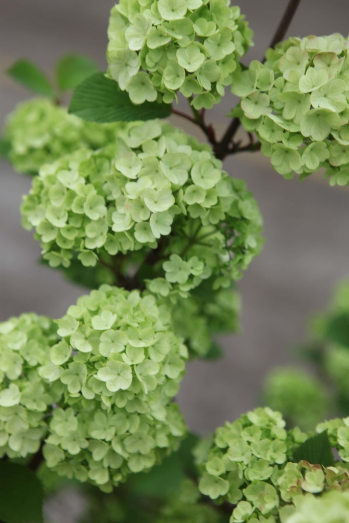 VIBURNUM PLICATUM 'GRANDIFLORUM'