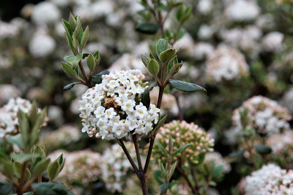 VIBURNUM BURKWOODII