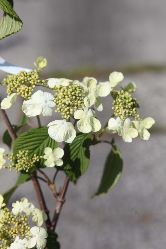 VIBURNUM PLICATUM 'MARIESII'
