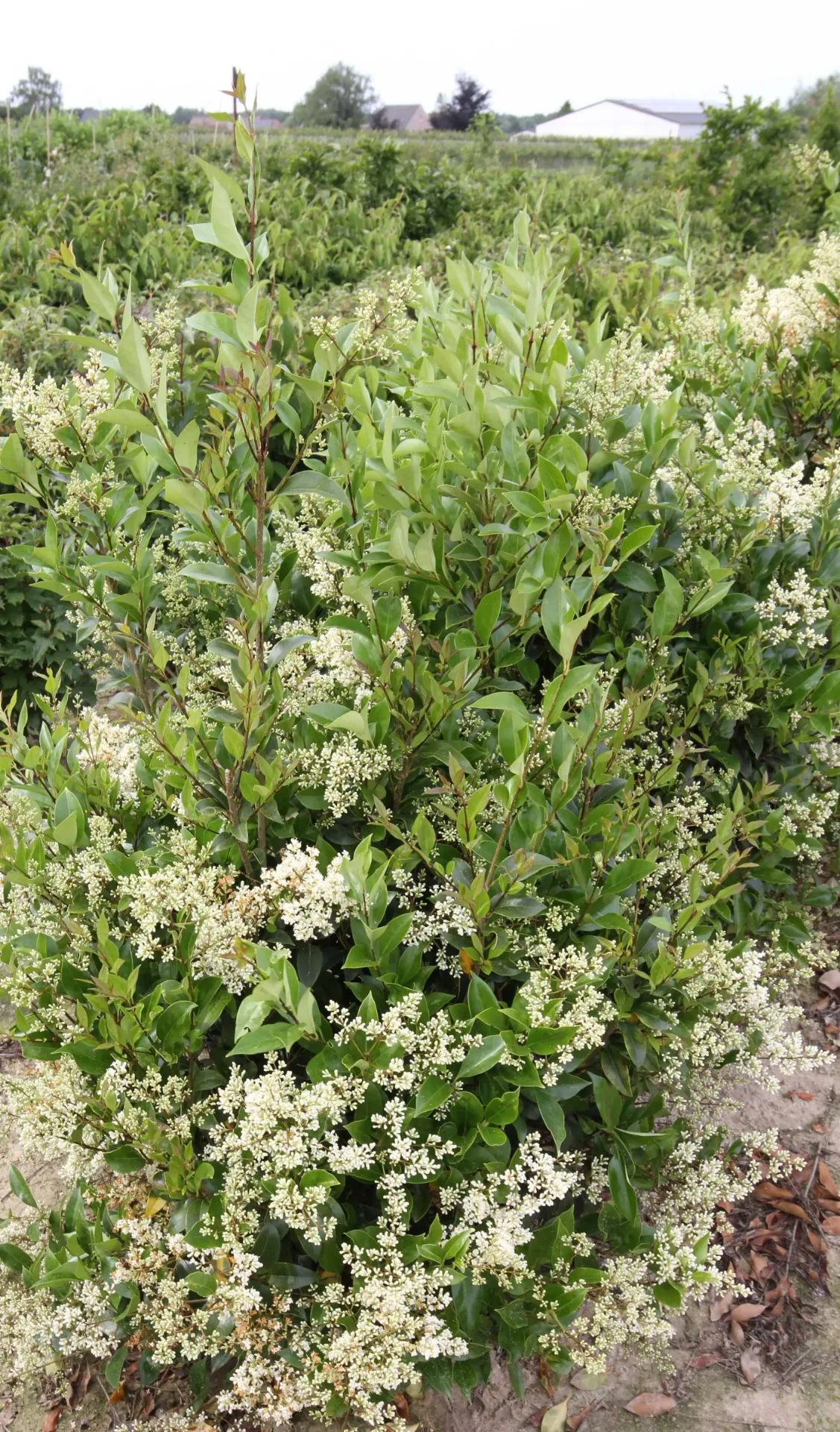 [LJGCE100KL] LIGUSTRUM JAPONICUM 'GREEN CENTURY' (Kluit, 100-125 cm)
