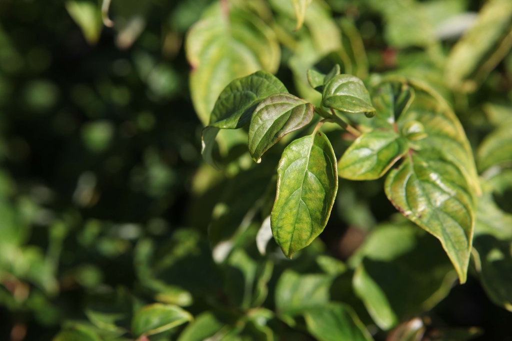 CORNUS ALTERNIFOLIA