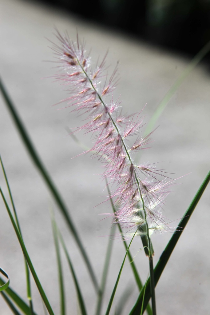 PENNISETUM ORIENTALE 'JS DANCE WITH ME'