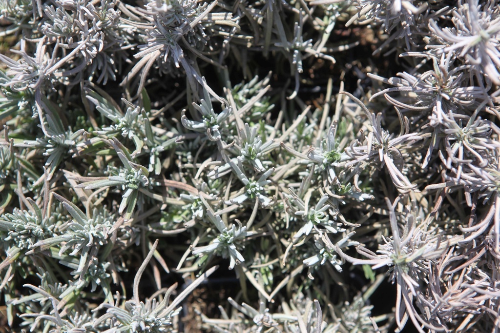 [LADBLC2] LAVANDULA ANGUSTIFOLIA 'DWARF BLUE' (Pot 2 litres)