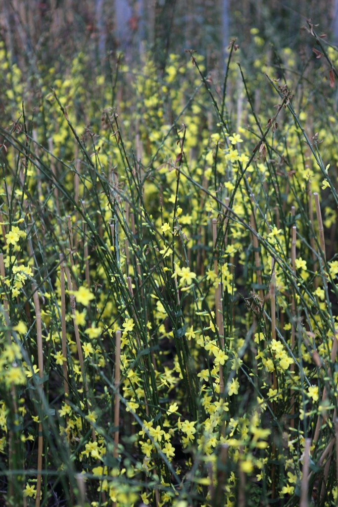 JASMINUM NUDIFLORUM