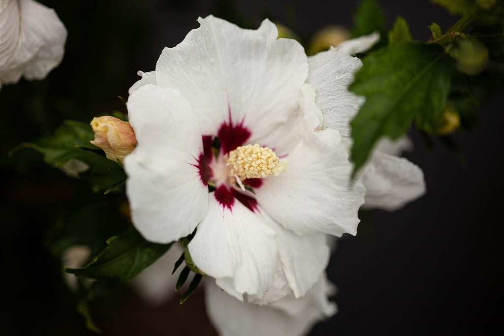 HIBISCUS SYRIACUS 'RED HEART'