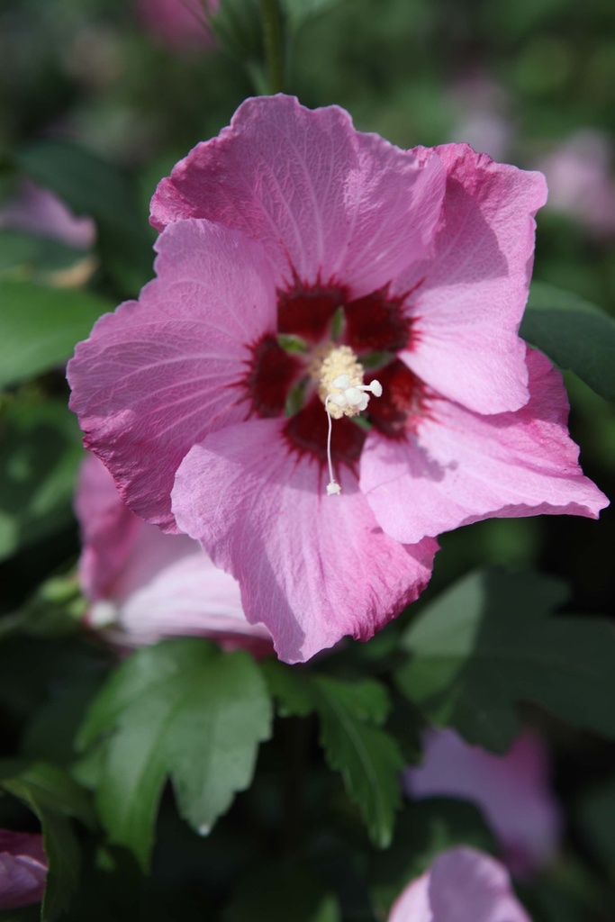 [HSPGI60KL] HIBISCUS SYRIACUS 'PINK GIANT' (Kluit, 60-80 cm)