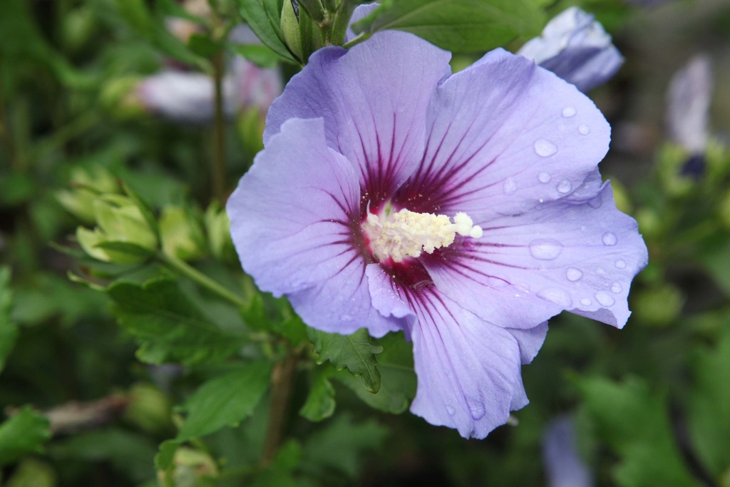 HIBISCUS SYRIACUS 'OISEAU BLEU'