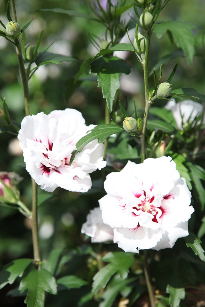 HIBISCUS SYRIACUS 'LADY STANLEY'