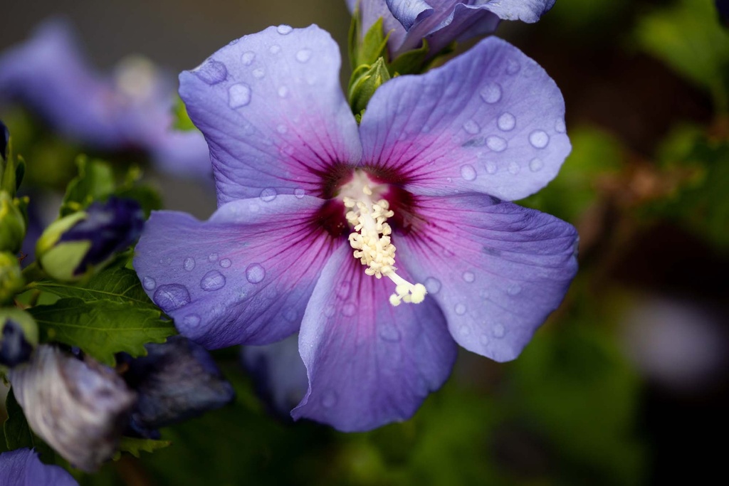 [HSAZ40KL] HIBISCUS SYRIACUS AZURRI® (Motte, 40-60 cm)