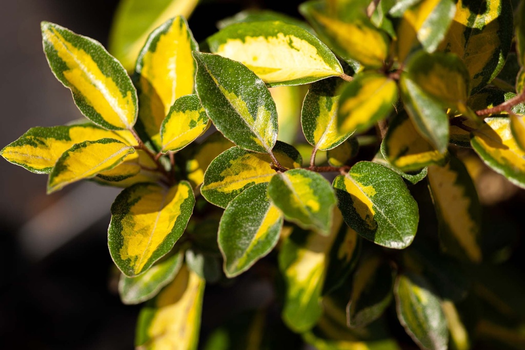 ELAEAGNUS EBBINGEI 'LIMELIGHT'