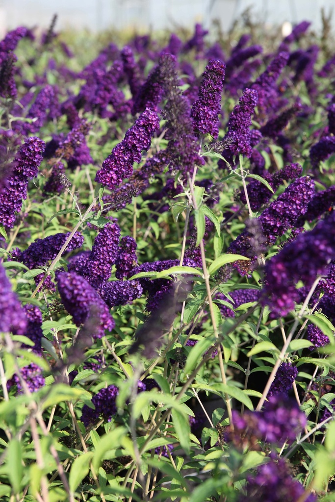 BUDDLEJA DAVIDII 'BLACK KNIGHT'
