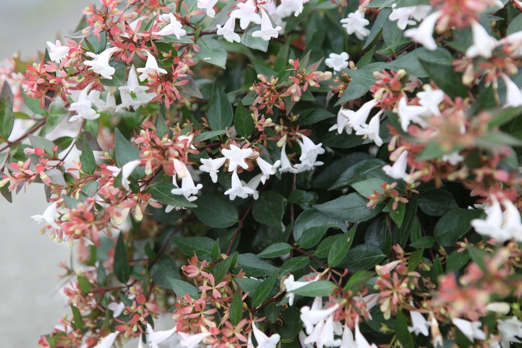 ABELIA GRANDIFLORA