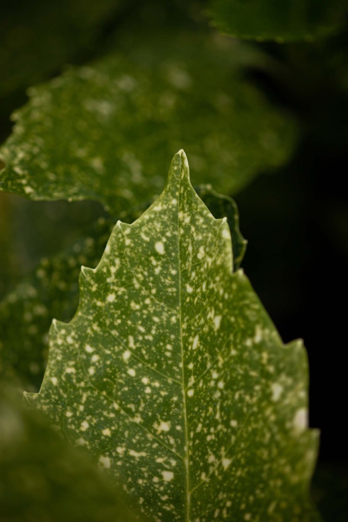 AUCUBA JAPONICA 'VARIEGATA'
