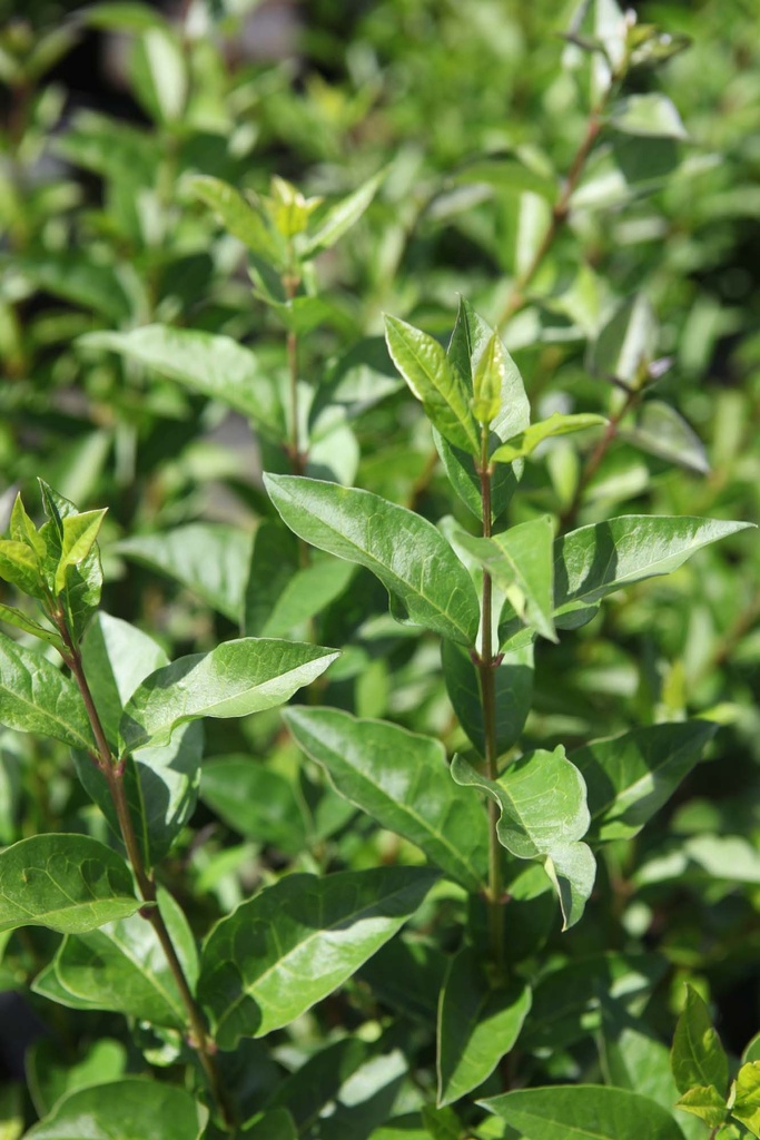 LIGUSTRUM OVALIFOLIUM