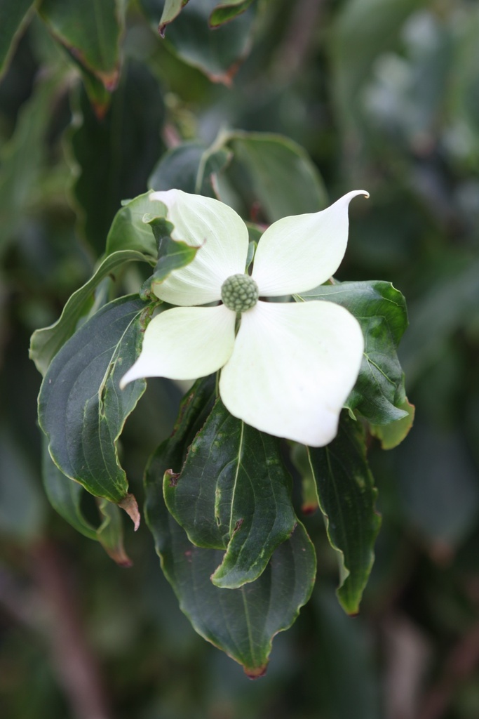 CORNUS KOUSA 'TEUTONIA'