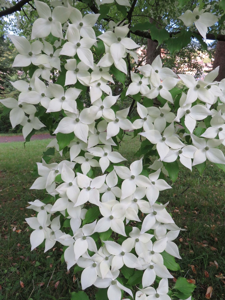 CORNUS KOUSA 'CHINENSIS'